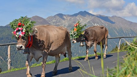 The eco-friendly way to enjoy South Tyrol Two decorated cows with flowers and bells on mountain path