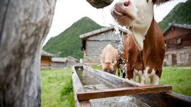 Fane Alm – South Tyrol’s most idyllic Alpine village The image shows a cow drinking from a wooden water trough while water flows from a pipe above. In the background, there are more cows and traditional wooden buildings situated in a green mountain landscape.