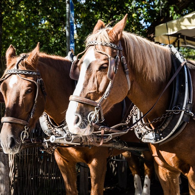Summer holidays in South Tyrol: hiking and more The picture shows two brown horses standing side by side, harnessed to pull a carriage. Both horses are wearing traditional leather harnesses and have a calm demeanor.
