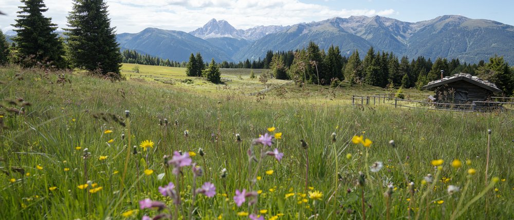 The Gitschberg webcams The picture shows a vast, blooming meadow with colorful wildflowers in the foreground. In the background, wooded hills and majestic mountains are visible under a slightly cloudy blue sky, with a small wooden cabin on the right.