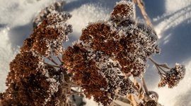 Zemní pyramidy v Terentenu Zmražené hnědé rostliny ve sněhu na slunečním světle