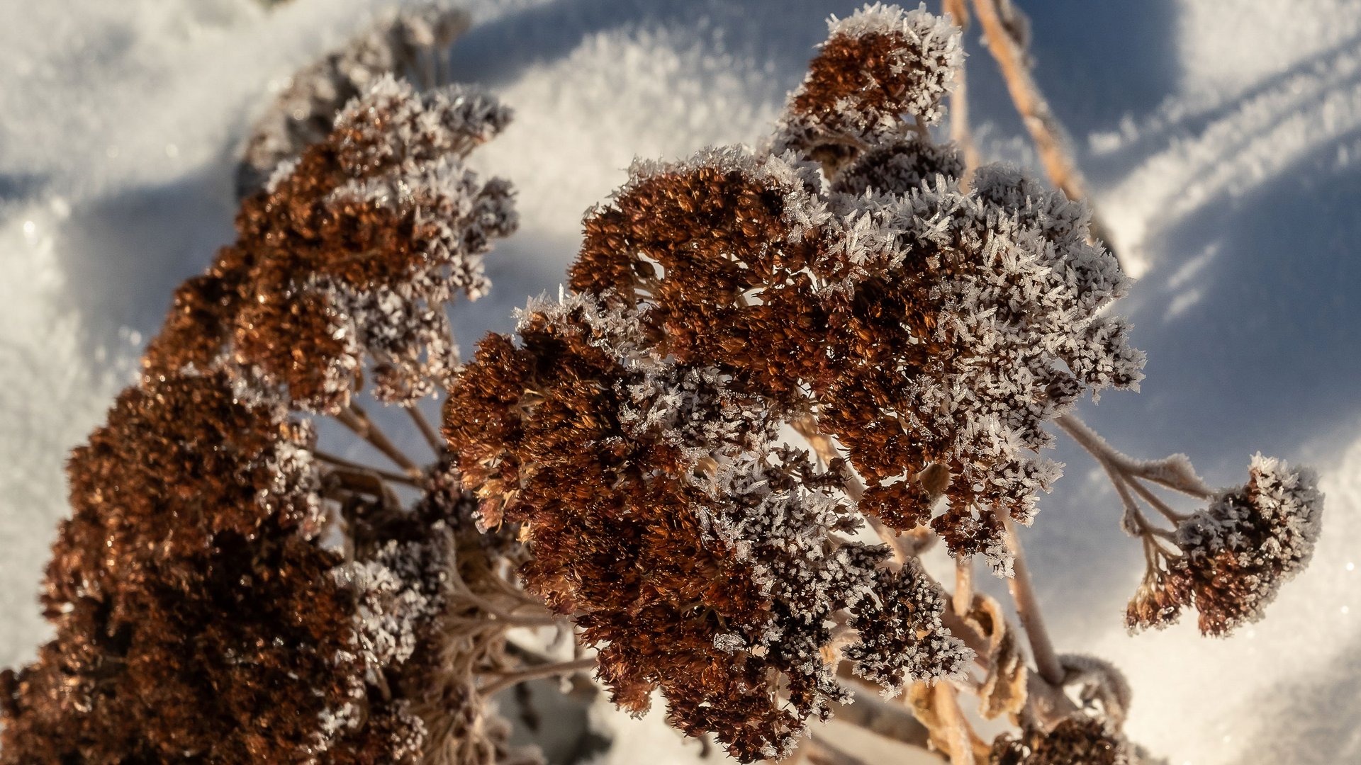 Zemní pyramidy v Terentenu Zmražené hnědé rostliny ve sněhu na slunečním světle