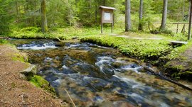 The Altfasstal valley, Meransen The picture shows a clear stream flowing through a green forest. On the shore there is a wooden jetty and a display case, while the water flows over stones and pebbles. The surroundings are lush and green, with tall trees and dense undergrowth.