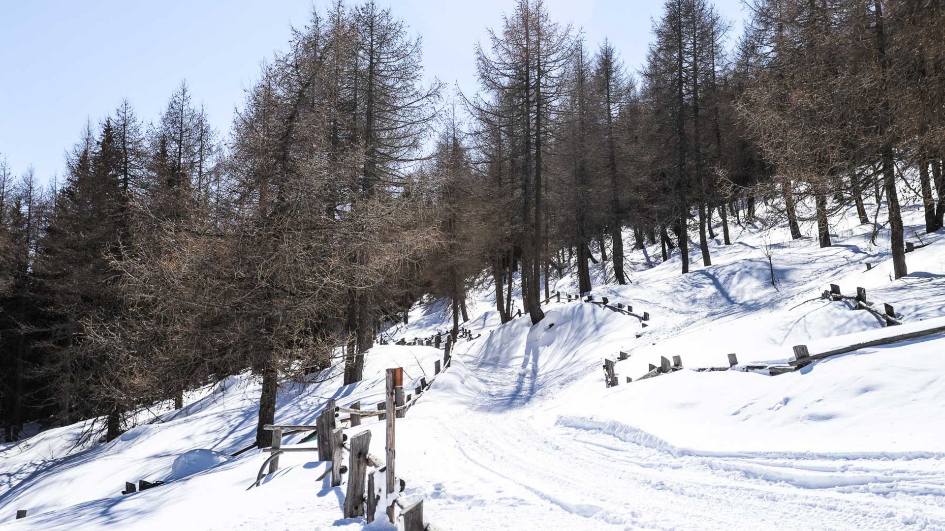 Hiking in Spinges, South Tyrol – no map needed! Snow-covered forest path with bare trees and wooden fence under clear blue sky