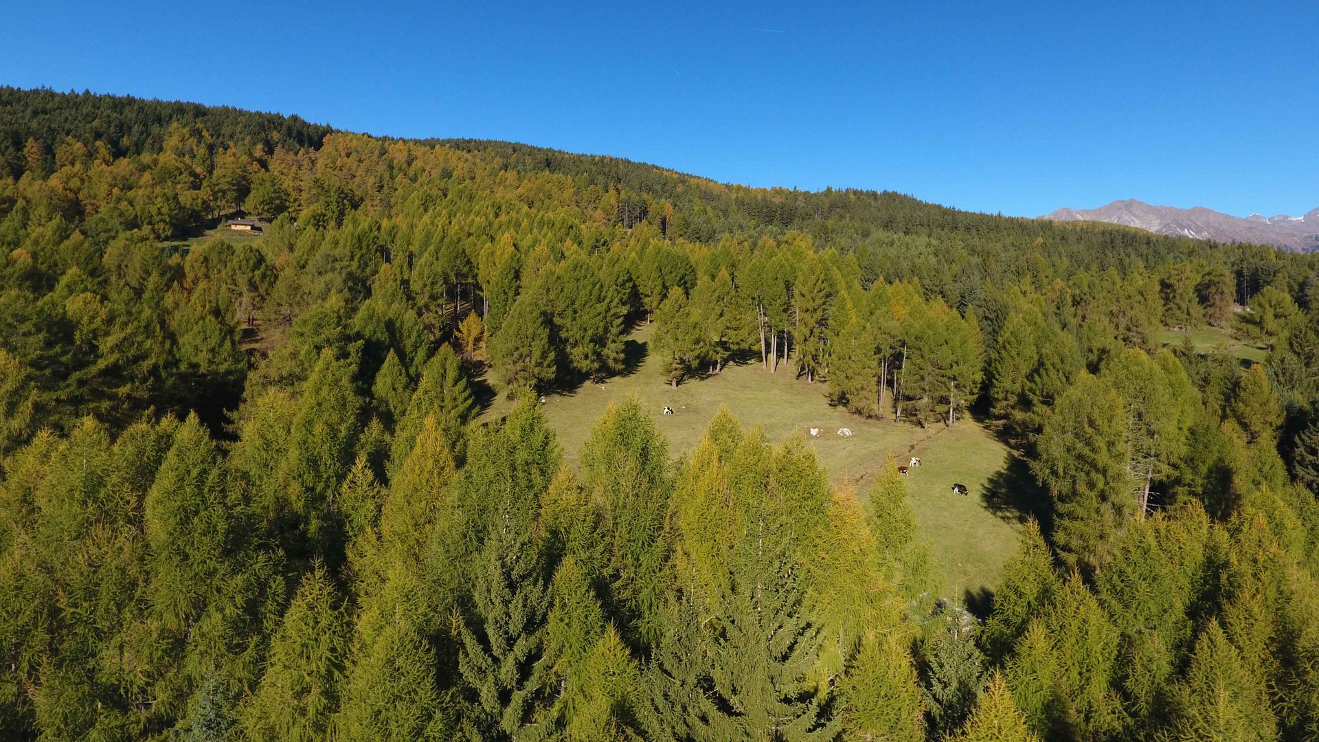 The recreation area in Spinges, South Tyrol The image shows a dense forest landscape, with a small clearing in the middle where cows are grazing. On the horizon, wooded hills are visible under a clear, deep blue sky.