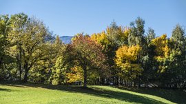 Vals: das Almendorf Das Bild zeigt eine herbstliche Landschaft mit Bäumen in verschiedenen Farben, von grün über gelb bis orange. Im Vordergrund ist eine grüne Wiese, während der Himmel klar und blau ist.