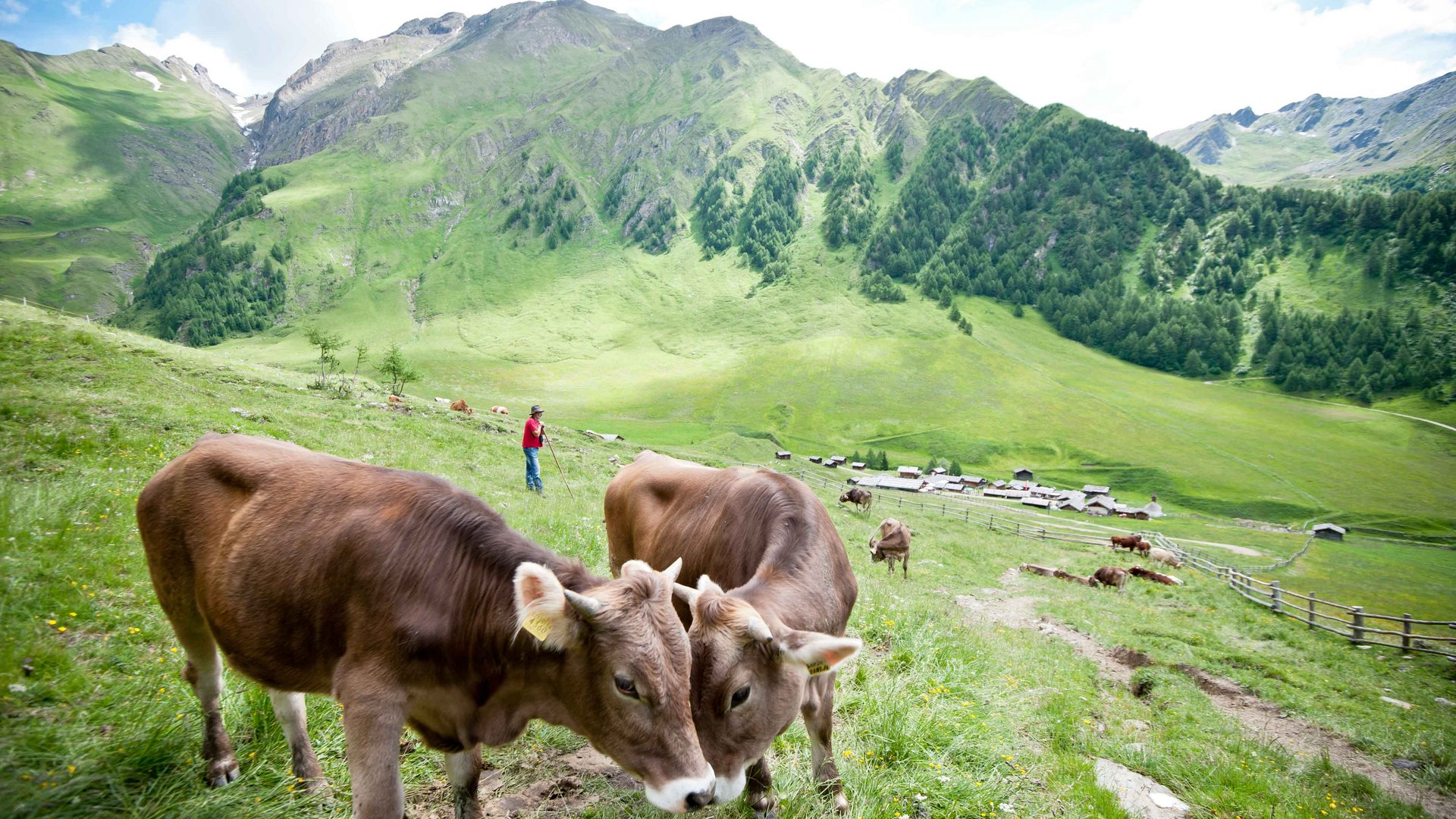 Fane Alm – South Tyrol’s most idyllic Alpine village The picture shows a green mountain landscape with several cows in the foreground. In the background, there is a shepherd in a red shirt watching the herd on a meadow, while small huts and a farm can be seen in the valley.