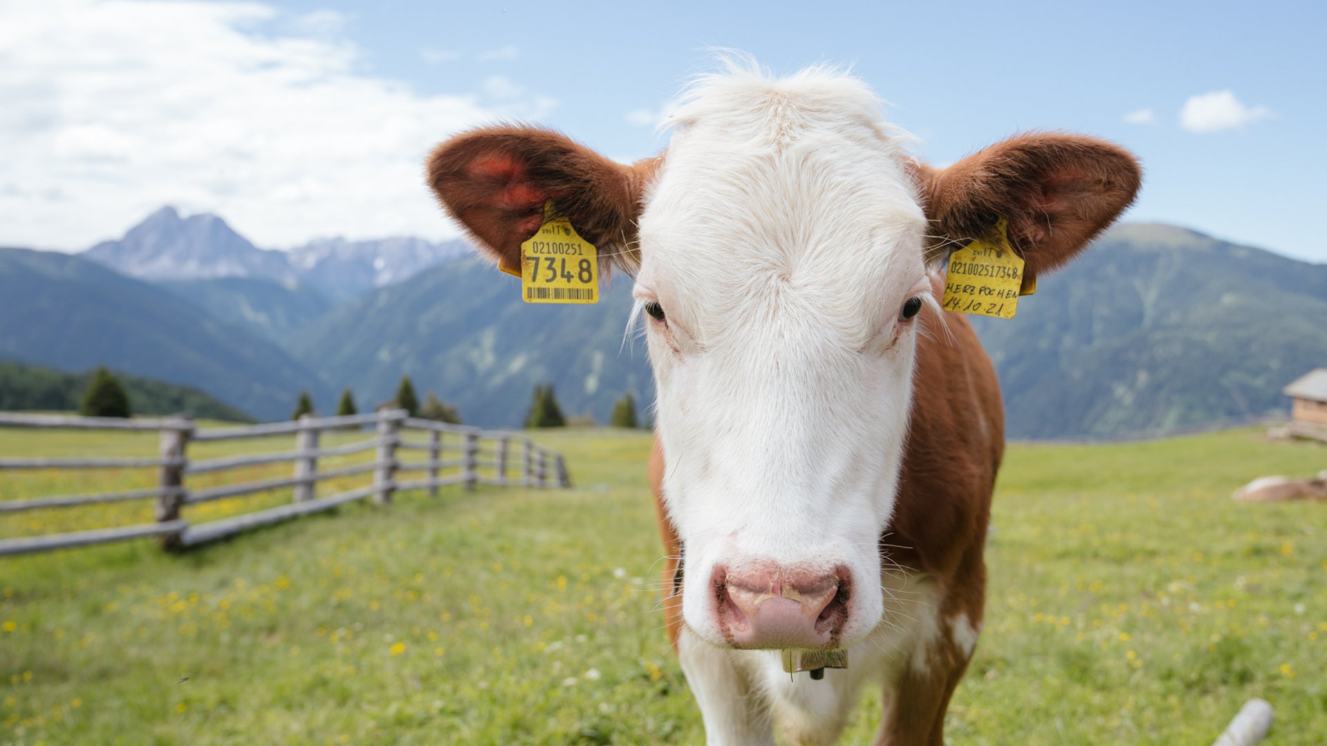 Gitschberg: Najít hotely Obrázek ukazuje mladou krávu na louce v horách. Kráva je v popředí a má žluté ušní známky, v pozadí jsou vidět zelené kopce a hory.