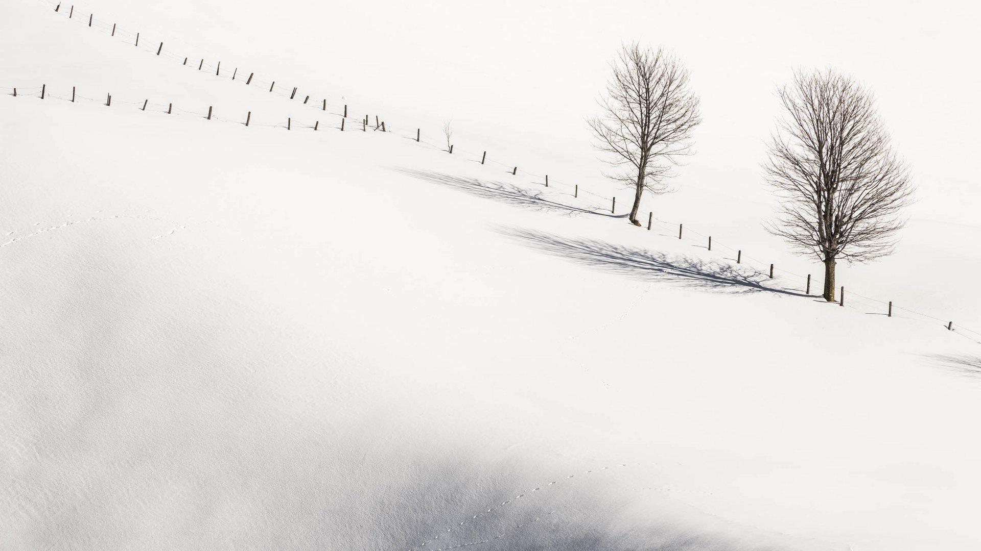 Hiking in Spinges, South Tyrol – no map needed! Two bare trees beside a fence in a snowy landscape