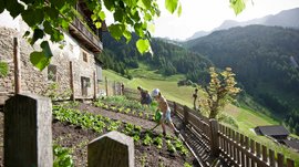 De Pfunderer Höfeweg De afbeelding toont een steile groentetuin op een berghelling, waar een oudere vrouw en een kind aan het werk zijn. Ze zijn planten aan het verzorgen en water aan het geven. Op de achtergrond zijn groene, beboste bergen te zien, die zich uitstrekken onder een heldere hemel. Aan de rand van de tuin staat een rustiek huis met stenen muren en houten balkons.