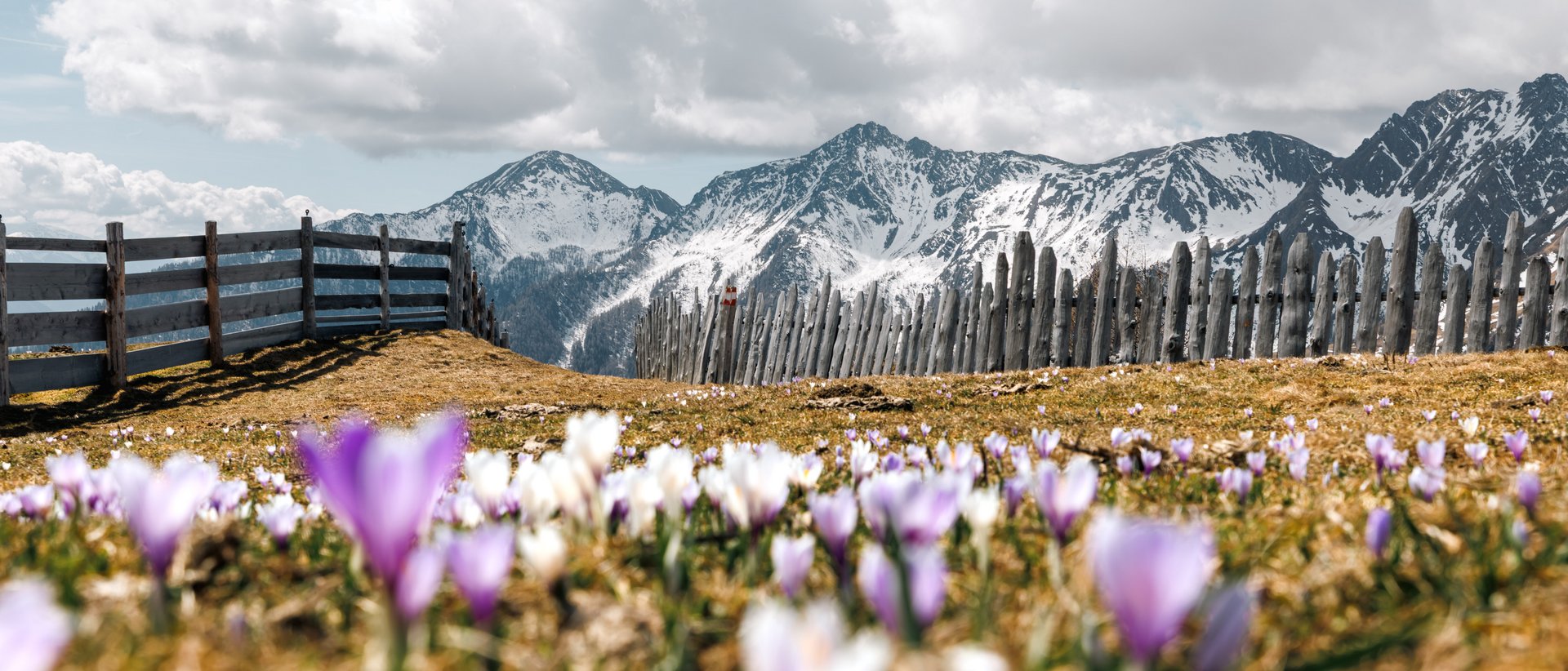 The eco-friendly way to enjoy South Tyrol Flower meadow with wooden fence in front of snow-covered mountains and cloudy sky