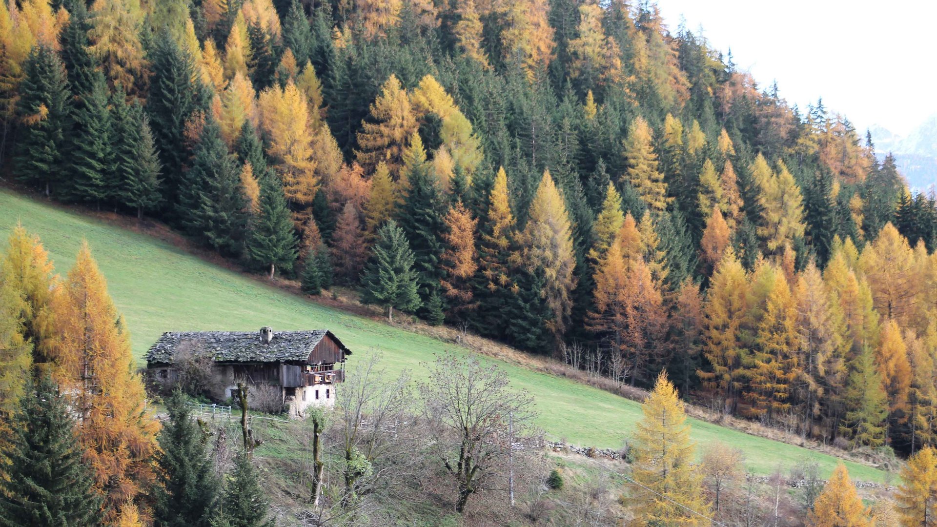 Der Mühlenweg in Terenten Altes Haus am Waldrand mit bunt gefärbten Bäumen im Herbst