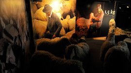 Loden Erlebniswelt in Vintl/Pustertal De afbeelding toont een tentoonstellingssituatie met levensgrote replica's van schapen. Aan de muren zijn grote foto's te zien van een herder die voor zijn schapen zorgt. De scène is zwak verlicht, waardoor de details van de schapen en de herder worden benadrukt.