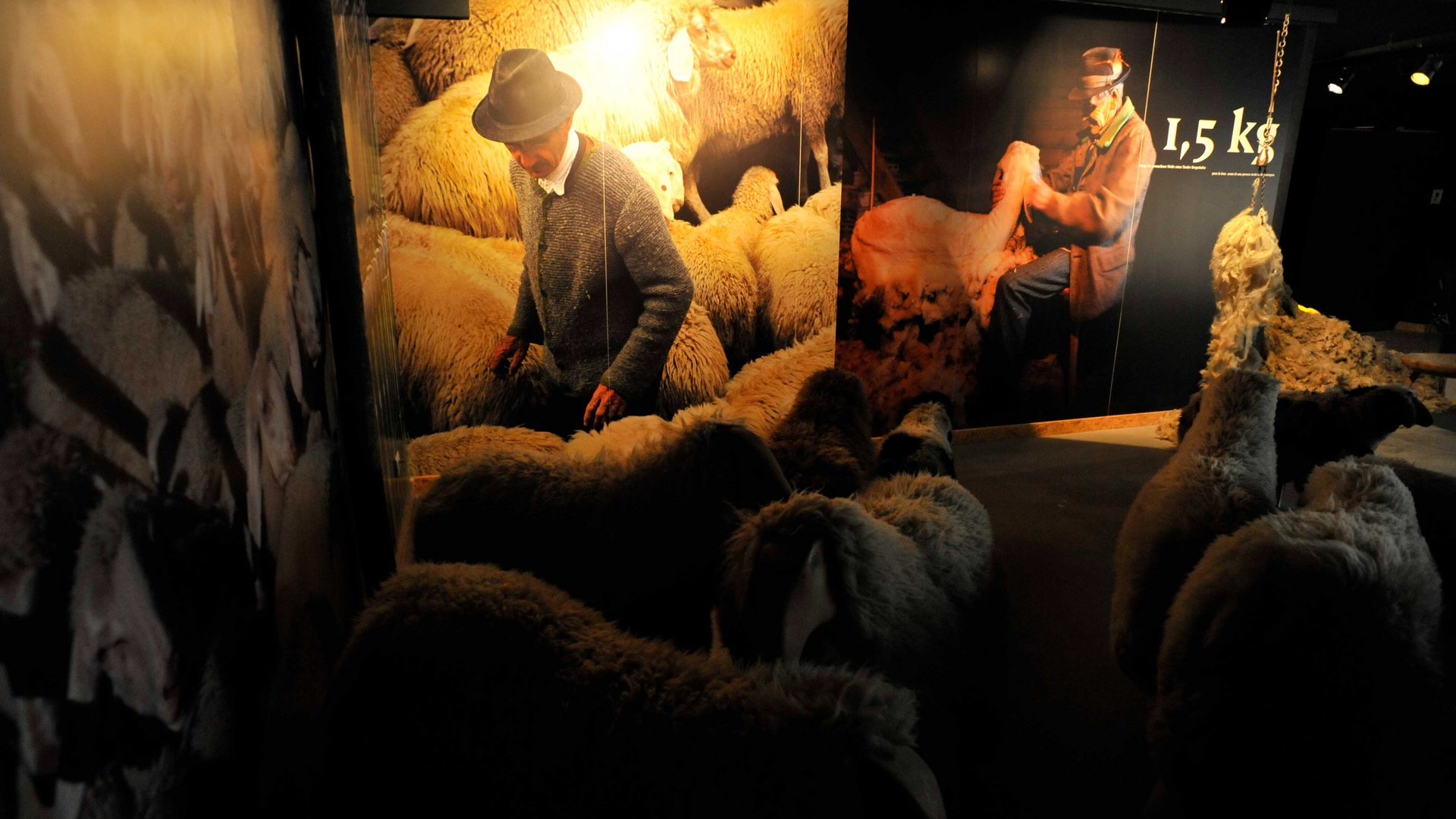 Loden Erlebniswelt in Vintl/Pustertal De afbeelding toont een tentoonstellingssituatie met levensgrote replica's van schapen. Aan de muren zijn grote foto's te zien van een herder die voor zijn schapen zorgt. De scène is zwak verlicht, waardoor de details van de schapen en de herder worden benadrukt.