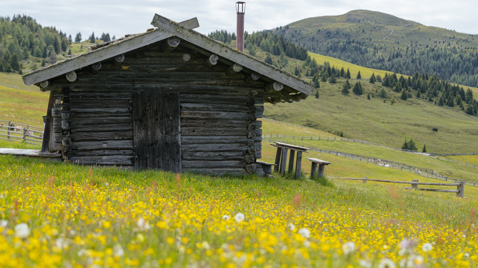 De mooiste wandelroutes in de Dolomieten De afbeelding toont een oude houten hut die staat in een bloeiende weide vol gele bloemen. Op de achtergrond zijn zachte groene heuvels en dichte bossen te zien onder een licht bewolkte hemel.