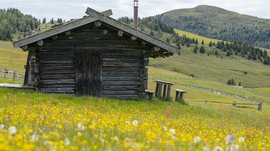 De mooiste wandelroutes in de Dolomieten De afbeelding toont een oude houten hut die staat in een bloeiende weide vol gele bloemen. Op de achtergrond zijn zachte groene heuvels en dichte bossen te zien onder een licht bewolkte hemel.