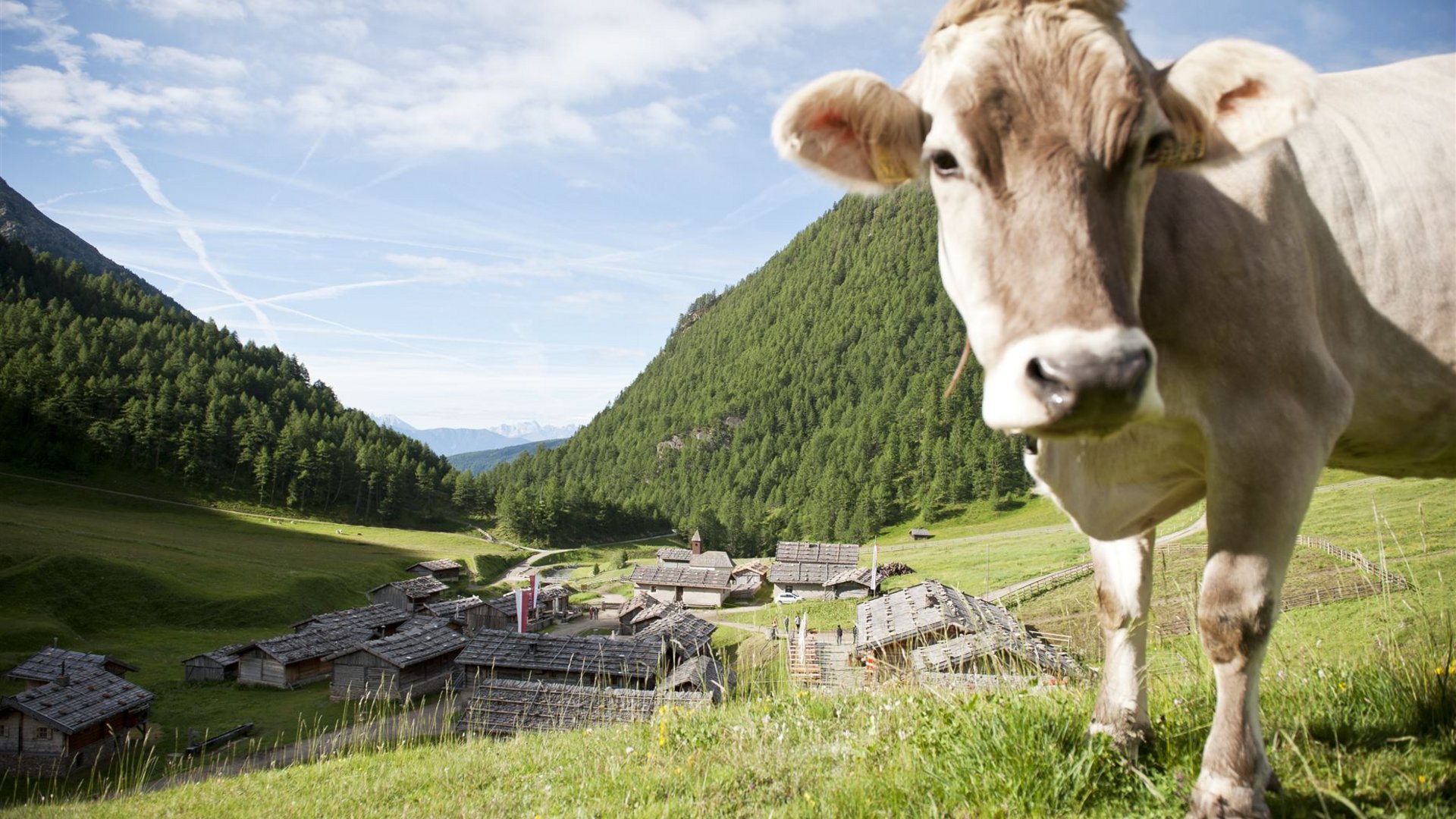 Fane Alm – South Tyrol’s most idyllic Alpine village The image shows in the foreground a curious cow looking into the camera on a green meadow. In the background, an alpine hut settlement stretches out in front of forested mountain slopes under a sky with white clouds and contrails.