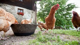 De Pfunderer Höfeweg De afbeelding toont meerdere bruine kippen die rond een grote, ronde voerbak staan en eten. Op de achtergrond is een oud, rustiek gebouw te zien met een stenen muur en een raam waar rode bloemen bloeien, evenals een grote groene boom.