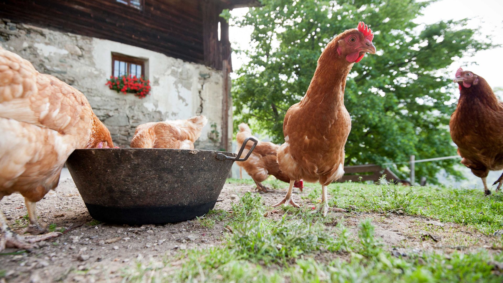 De Pfunderer Höfeweg De afbeelding toont meerdere bruine kippen die rond een grote, ronde voerbak staan en eten. Op de achtergrond is een oud, rustiek gebouw te zien met een stenen muur en een raam waar rode bloemen bloeien, evenals een grote groene boom.