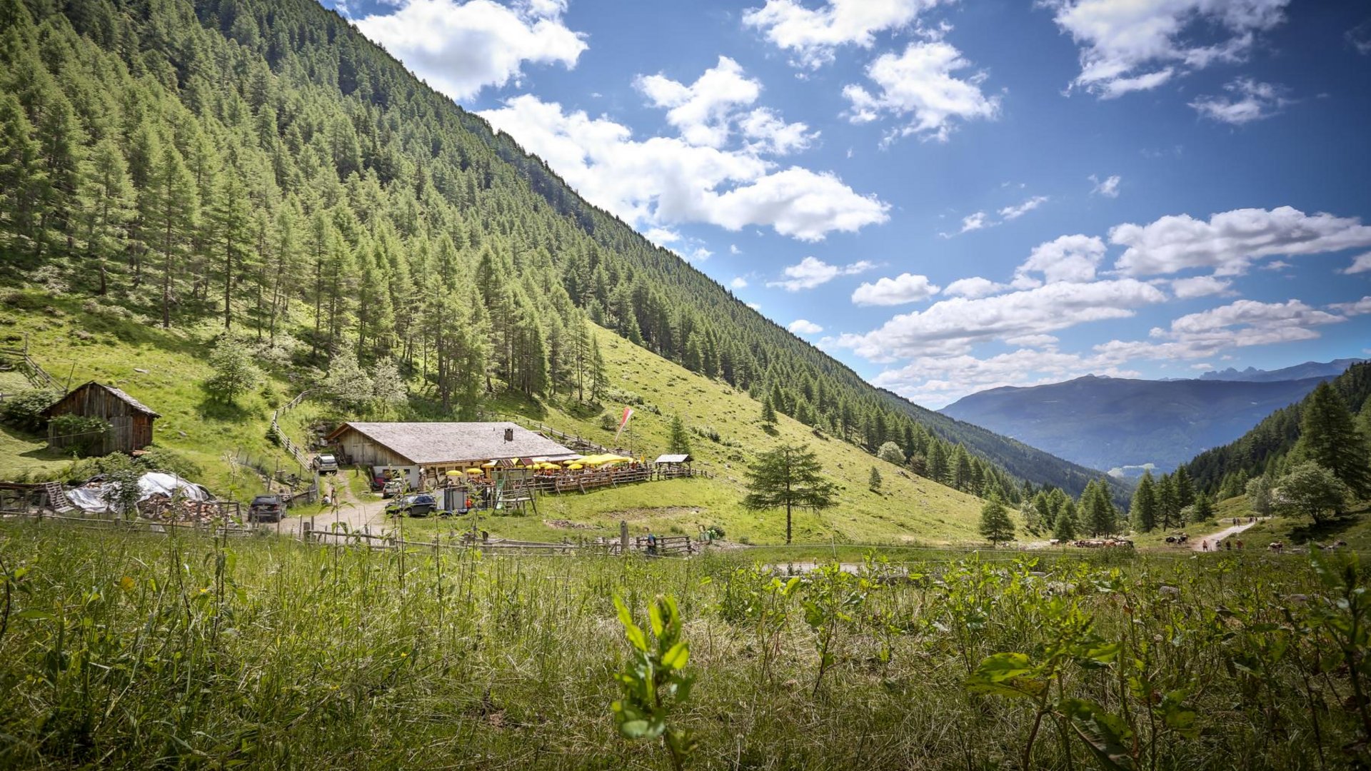 Terenten im Pustertal Bergwiese mit Bauernhof und Tannenwald unter blauem Himmel