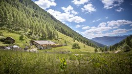 Terenten im Pustertal Bergwiese mit Bauernhof und Tannenwald unter blauem Himmel