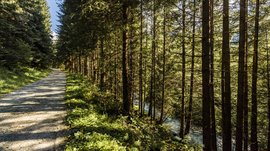 Vals: das Almendorf Das Bild zeigt einen schattigen Waldweg, der von dichten, hohen Bäumen gesäumt ist. Rechts neben dem Weg fließt ein kleiner Bach, der zwischen den Bäumen hindurch sichtbar ist.