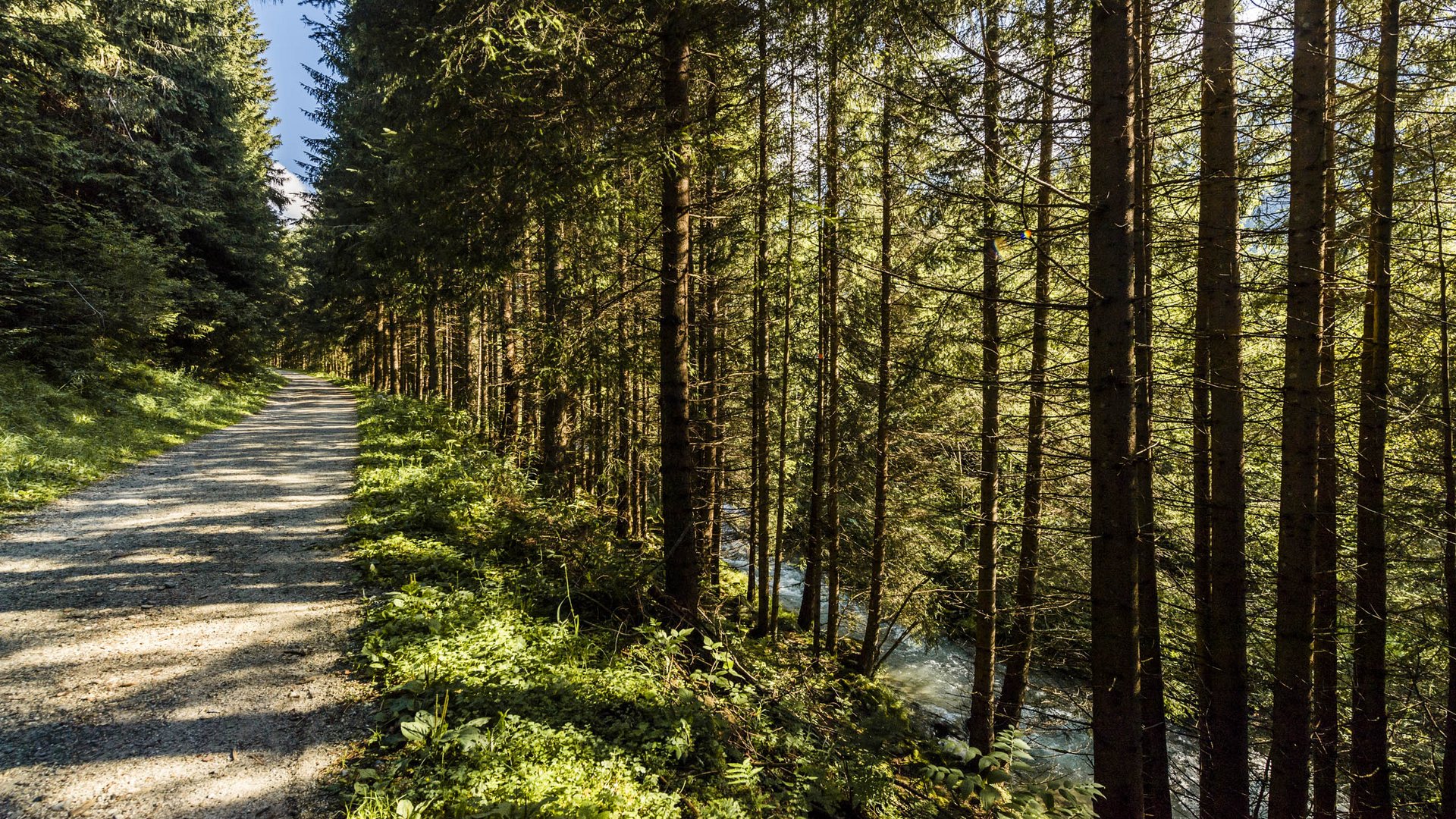 Vals: das Almendorf Das Bild zeigt einen schattigen Waldweg, der von dichten, hohen Bäumen gesäumt ist. Rechts neben dem Weg fließt ein kleiner Bach, der zwischen den Bäumen hindurch sichtbar ist.