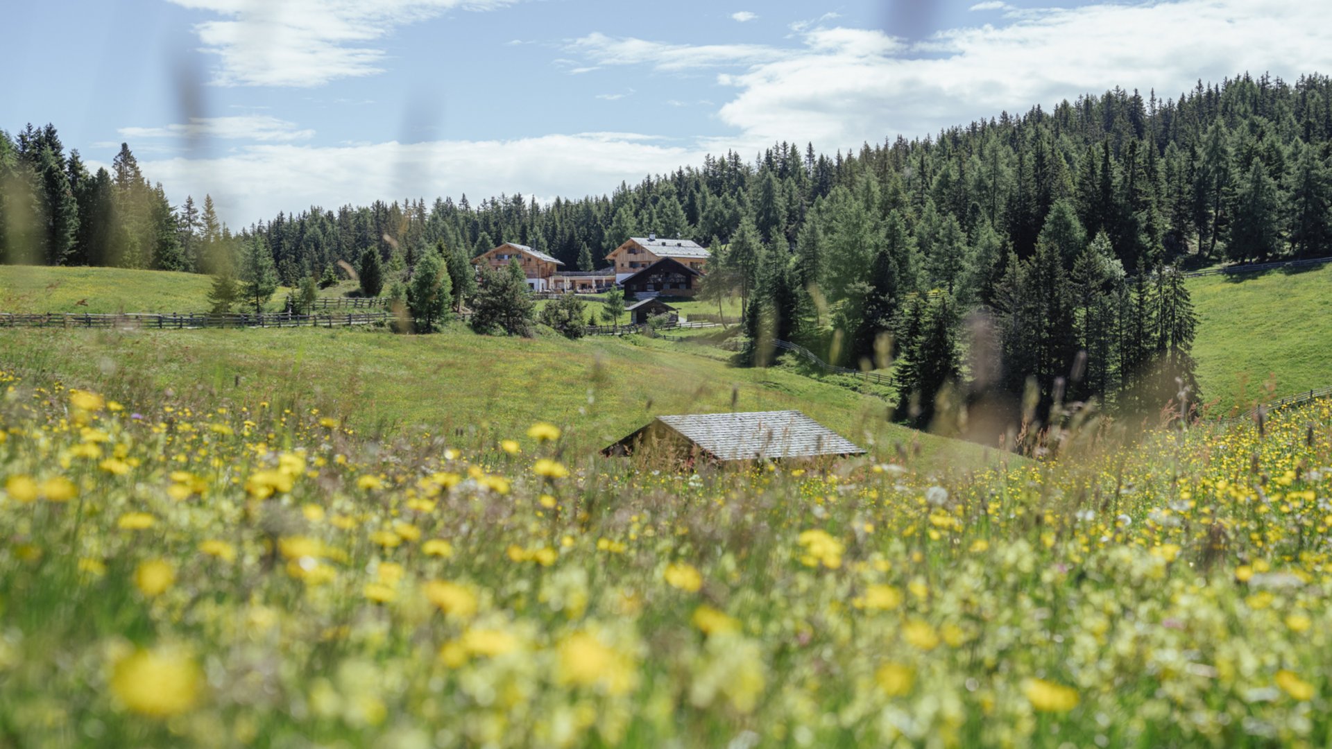 De mooiste wandelroutes in de Dolomieten De afbeelding toont een zomerse weide vol gele bloemen, op de achtergrond staan verschillende houten huizen die omgeven zijn door dicht bos. De lucht is blauw en de afbeelding straalt een rustige, idyllische sfeer uit.