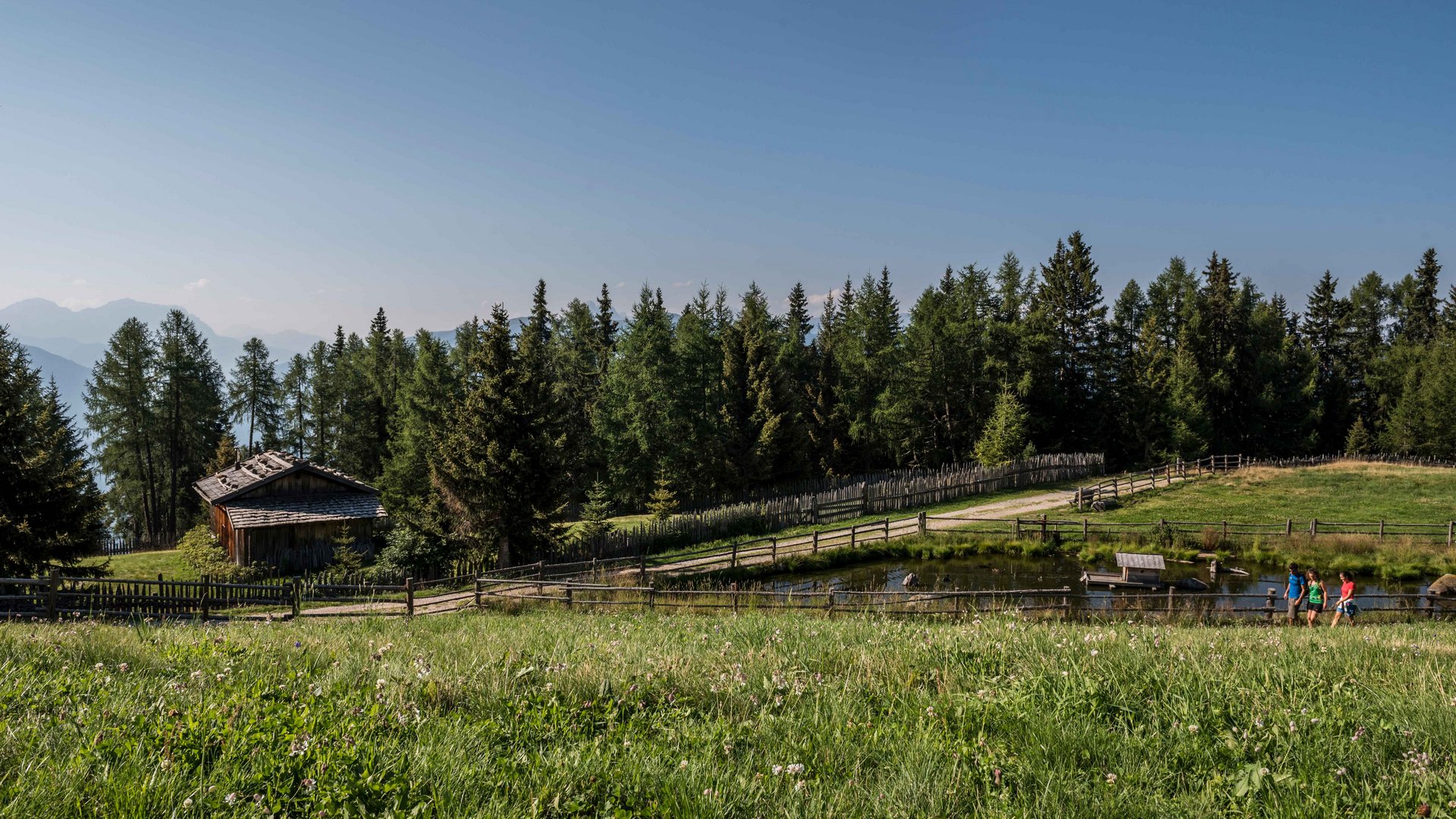 Wandern in Terenten/Pustertal Grüne Almwiese mit Holzhaus, Teich und Wanderern unter blauem Himmel